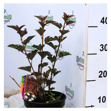Bordó levelű hólyagvessző Physocarpus opulifolius Red Baron C2