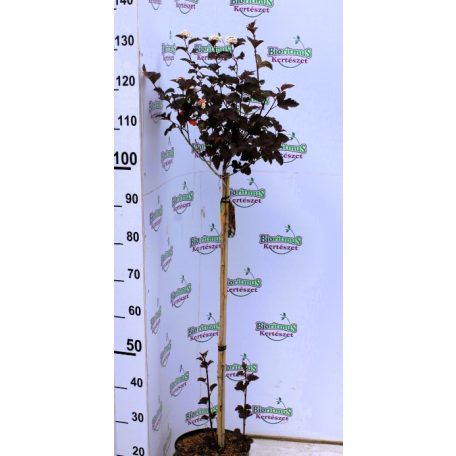 Bordó levelű hólyagvessző Physocarpus opulifolius Red Baron C5 Tm 6