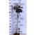 Bordó levelű hólyagvessző Physocarpus opulifolius Red Baron C5 Tm 6