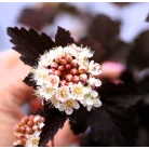 Hólyagvessző, Bordó levelű hólyagvessző Physocarpus opulifolius Red Baron C5 Tm 6