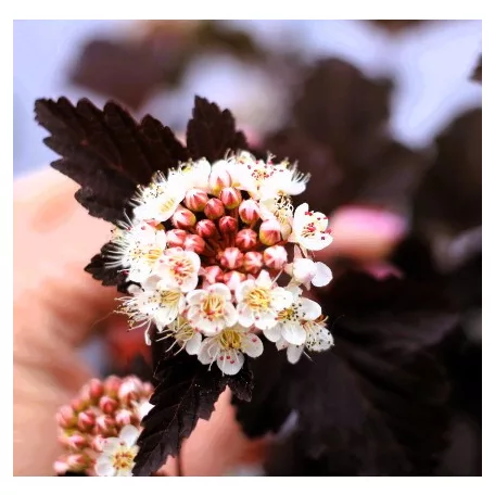 Hólyagvessző, Bordó levelű hólyagvessző Physocarpus opulifolius Red Baron C5 Tm 6