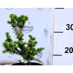 Maxwell törpe lucfenyő Picea abies Maxwellii C2
