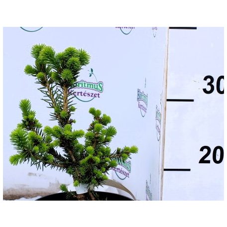 Maxwell törpe lucfenyő Picea abies Maxwellii C2