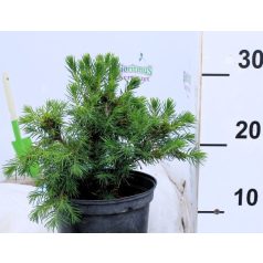 Kúp alakú törpe lucfenyő Picea abies Tompa C2