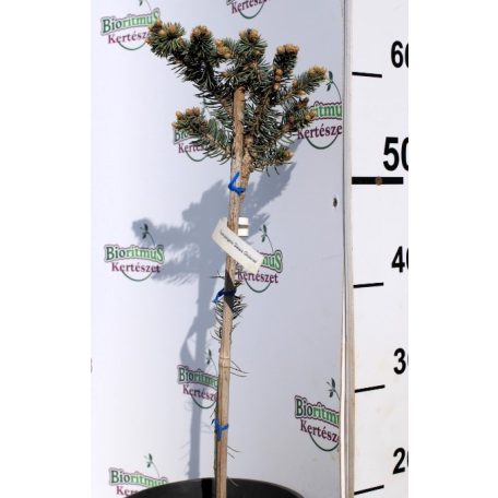 Törzses gömb ezüstfenyő Picea pungens Glauca Globosa Mt 40 cm C4