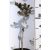 Törzses gömb ezüstfenyő Picea pungens Glauca Globosa Mt 40 cm C4