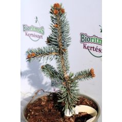 Ezüstfenyő Picea pungens Oldenburg C2