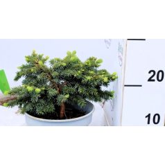 Törpe terülő ezüstfenyő Picea pungens Waldbrunn C2