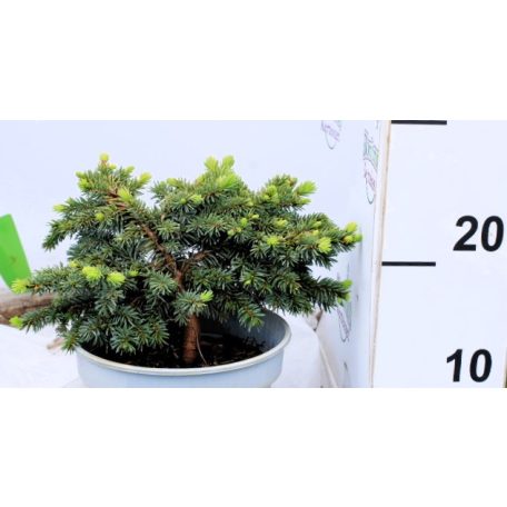 Törpe terülő ezüstfenyő Picea pungens Waldbrunn C2