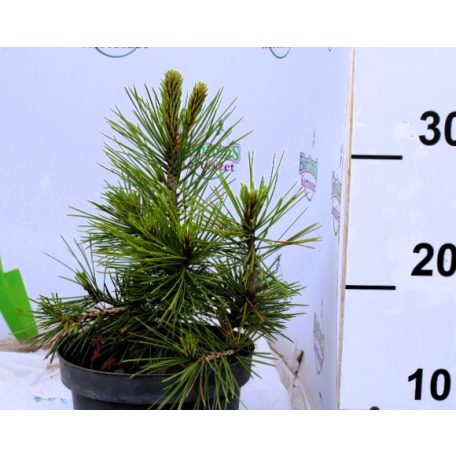 Balkáni fenyő (Balkáni páncélfenyő) Pinus heldreichii C2
