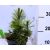 Balkáni fenyő (Balkáni páncélfenyő) Pinus heldreichii C2