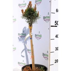 Havasi törpefenyő törzses Pinus mugo Mops MT40 C4,5