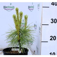 Himalájai selyemfenyő Pinus wallichiana C2