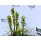 Himalájai selyemfenyő Pinus wallichiana C2