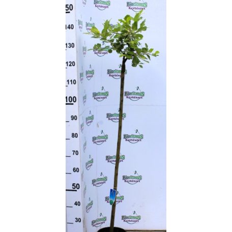 Csüngő barkafűz Salix caprea Kilmarnock C2