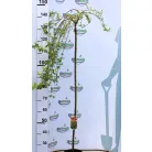 Japán fűz Salix integra Pendula C3