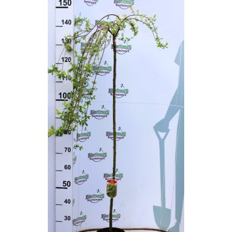 Japán fűz Salix integra Pendula C3