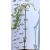 Japán fűz Salix integra Pendula C3