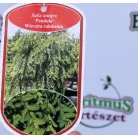 Japán fűz Salix integra Pendula C3