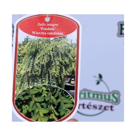 Japán fűz Salix integra Pendula C3