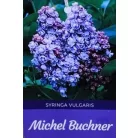 Kékeslila orgona bokor Syringa vulgaris Michel Buchner 8lK