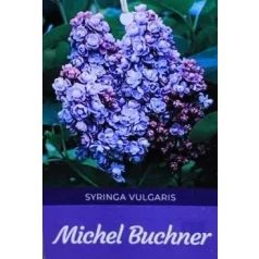 Kékeslila orgona bokor Syringa vulgaris Michel Buchner 8lK