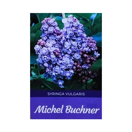 Kékeslila orgona bokor Syringa vulgaris Michel Buchner 8lK