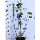 Kékeslila orgona bokor Syringa vulgaris Michel Buchner 8lK