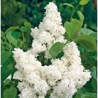 Dupla fehér virágú orgona bokor Mme Lemoine 8lK