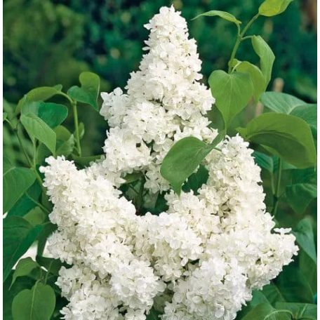 Dupla fehér virágú orgona bokor Mme Lemoine 8lK