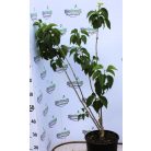 Dupla fehér virágú orgona bokor Mme Lemoine 8lK