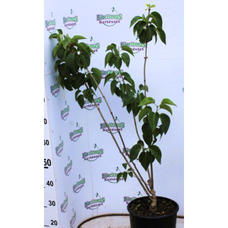 Dupla fehér virágú orgona bokor Mme Lemoine 8lK