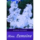 Dupla fehér virágú orgona bokor Mme Lemoine 8lK