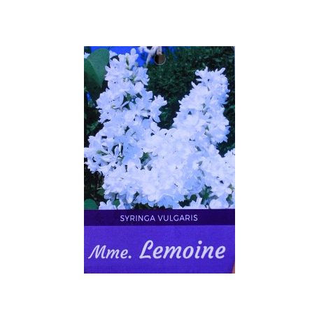 Dupla fehér virágú orgona bokor Mme Lemoine 8lK