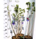 Dupla fehér virágú orgona bokor Mme Lemoine 8lK