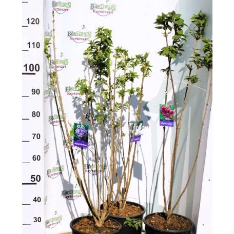 Dupla fehér virágú orgona bokor Mme Lemoine 8lK