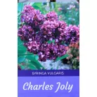 Bíborlila orgona bokor Syringa vulgaris Charles Joly 8lK