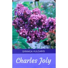 Bíborlila orgona bokor Syringa vulgaris Charles Joly 8lK