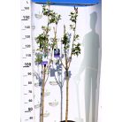 Dupla fehér virágú orgona törzses Mme Lemoine 8lK