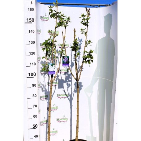 Dupla fehér virágú orgona törzses Mme Lemoine 8lK