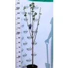 Kékeslila orgona törzses Syringa vulgaris Michael Buchner 8lK