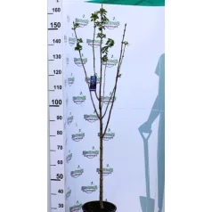   Kékeslila orgona törzses Syringa vulgaris Michael Buchner 8lK