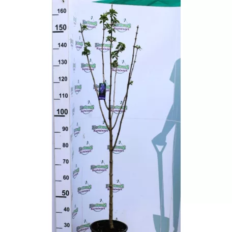 Kékeslila orgona törzses Syringa vulgaris Michael Buchner 8lK