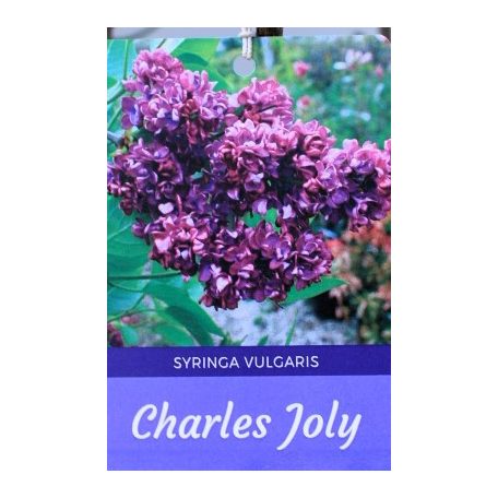 Bíborlila orgona törzses Syringa vulgaris Charles Joly 8lK