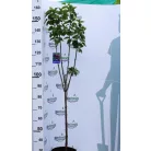 Bíborlila orgona törzses Syringa vulgaris Charles Joly 8lK
