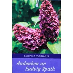   Bíborpiros orgona törzses Syringa vulgaris Andenken an Ludwig Spath 8lK