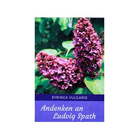 Bíborpiros orgona törzses Syringa vulgaris Andenken an Ludwig Spath 8lK