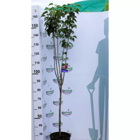 Bíborpiros orgona törzses Syringa vulgaris Andenken an Ludwig Spath 8lK