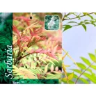 Tollas gyöngyvessző Sorbaria sorbifolia Sem C2