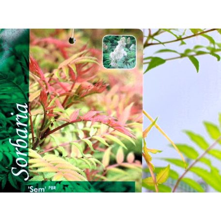 Tollas gyöngyvessző Sorbaria sorbifolia Sem C2
